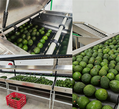Avocado-Sorting-Machine-Supplier Avocado-Sorting-Machine-Supplier